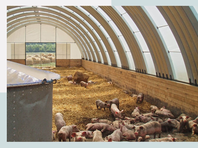 Строительство свинарников в Муравленко