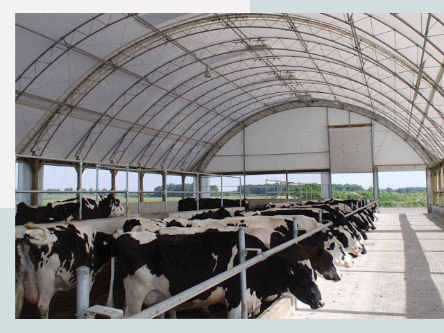 Тентовые коровники в Муравленко